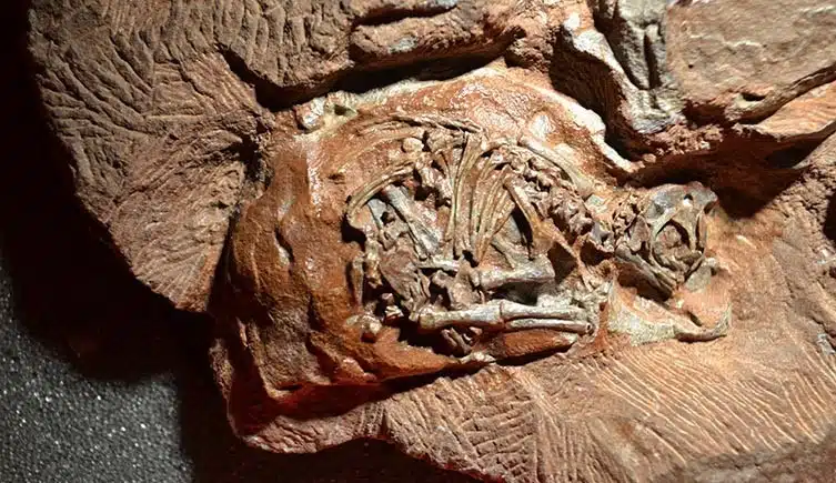 Fossilized Embryo Of Massospondylus Carinatus Preserved Inside A 200 Million Year Old Egg