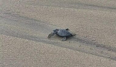 French Riviera's Most Adorable Moment: 7 Baby Sea Turtles Hatch in Cavalaire