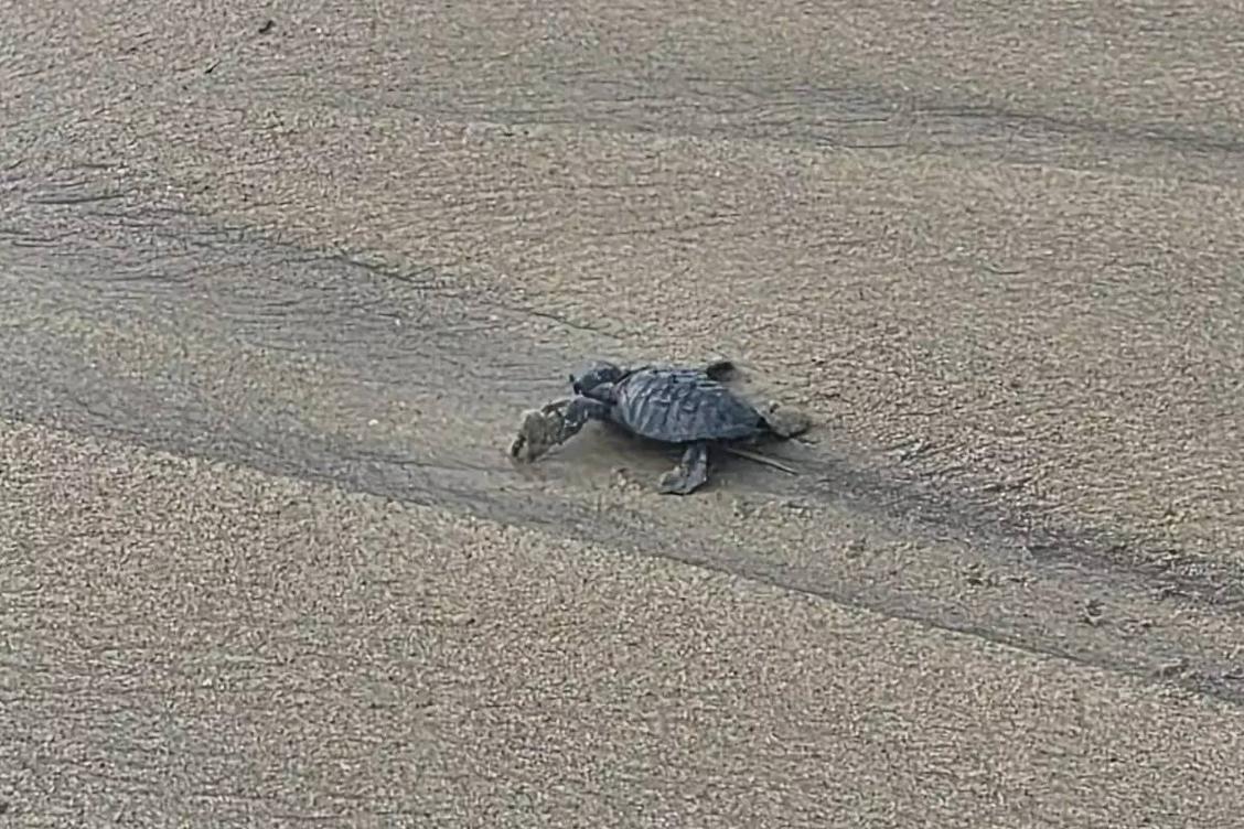 French Riviera's Most Adorable Moment: 7 Baby Sea Turtles Hatch in Cavalaire