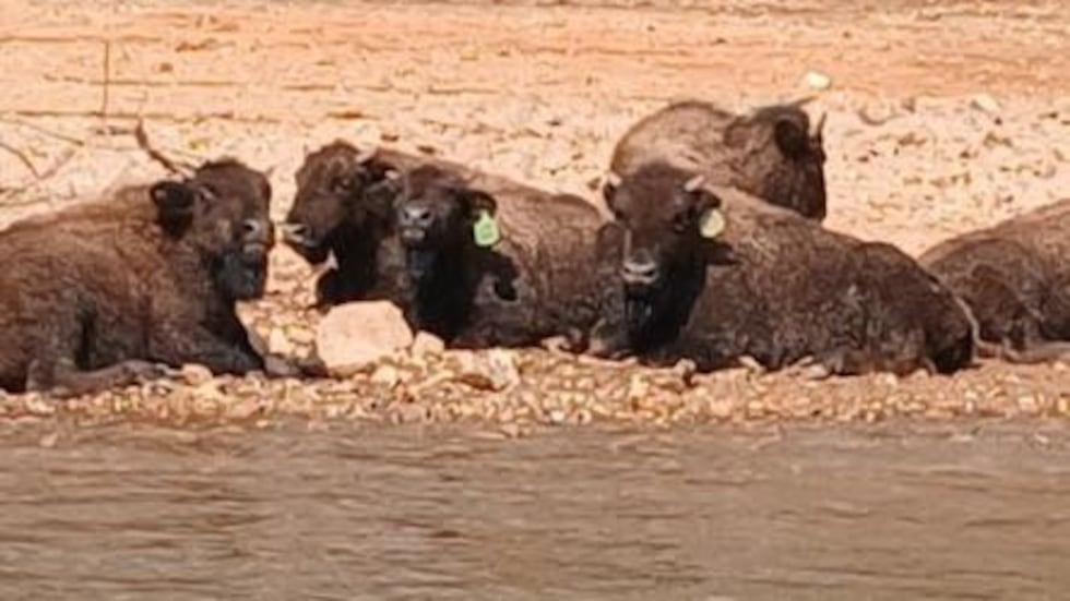 Some privately owned buffalo got into the Clarks Hill Wildlife Management Area on Feb. 20, 2026.