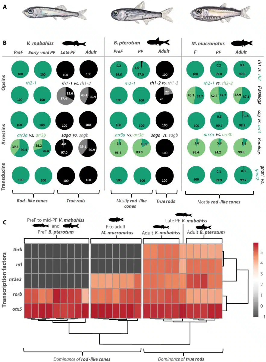 Gene Data Uncover A Hybrid Visual System In Deep Sea Fish.