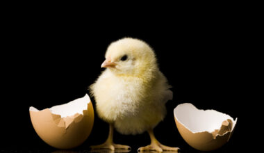 A black background with a small yellow chick standing between the two halves of a cracked egg.