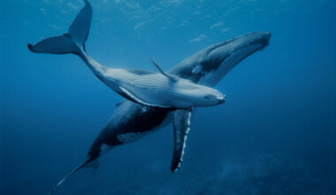A young humpback whale swims with its mother in the warm waters of the Pacific Ocean near the island of Rurutu in the Austral archipelago of French Polynesia. Credit: Alexis Rosenfeld/Getty Images