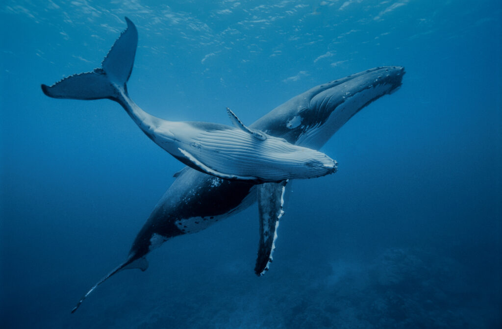 A young humpback whale swims with its mother in the warm waters of the Pacific Ocean near the island of Rurutu in the Austral archipelago of French Polynesia. Credit: Alexis Rosenfeld/Getty Images
