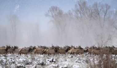 Elk Herd Runs Through School Yard, Delighting Kids and Teachers