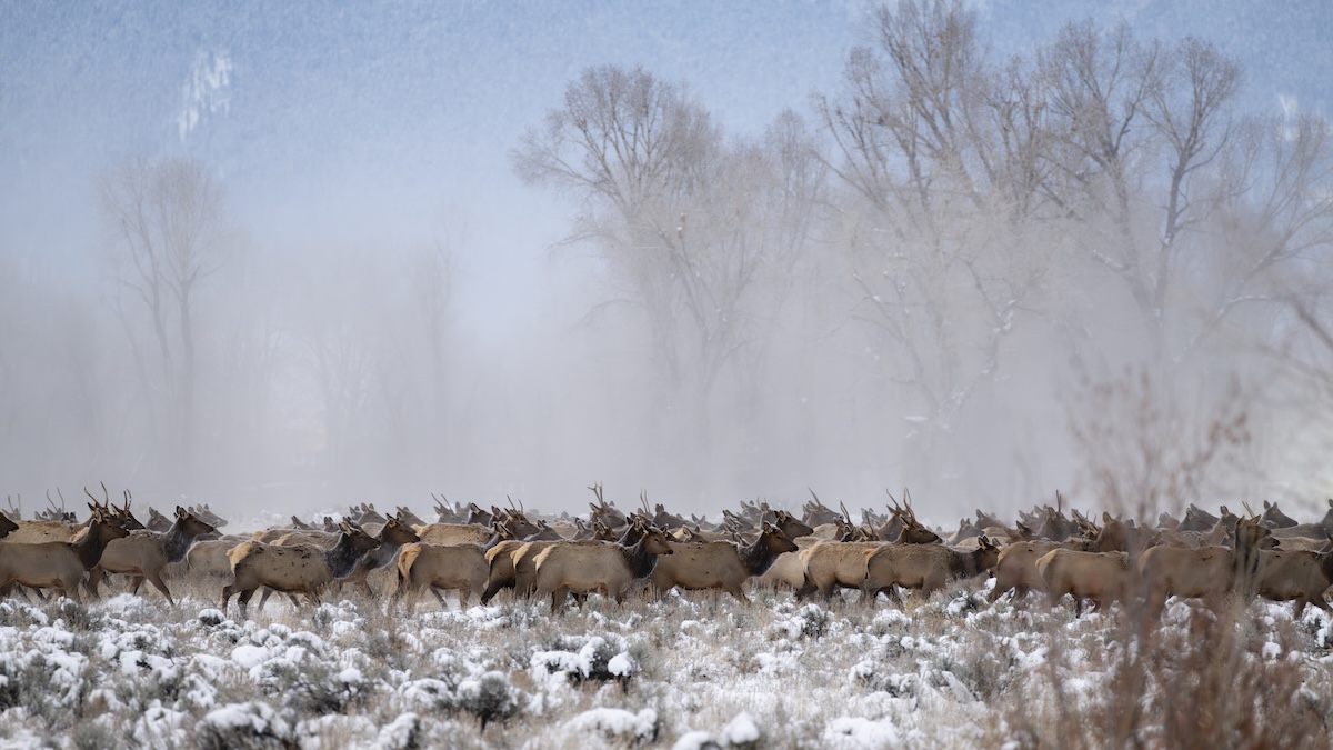 Elk Herd Runs Through School Yard, Delighting Kids and Teachers