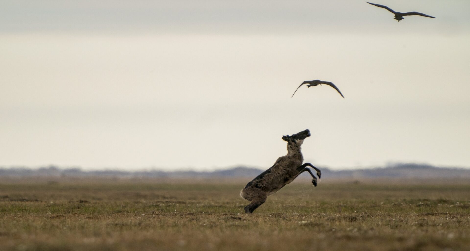 Gwich'in fight to protect caribou from Alaska oil development