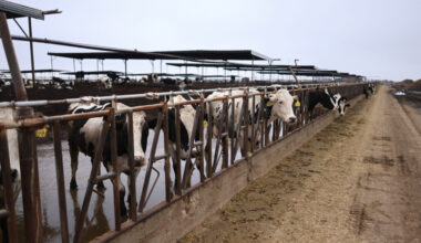 Cattle are seen at a dairy farm in Porterville, Calif. Credit: David Swanson/AFP via Getty Images