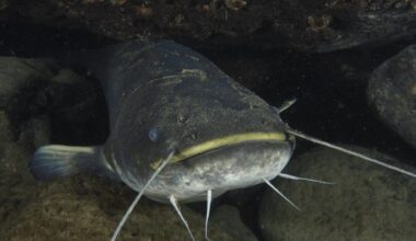 Wels catfish