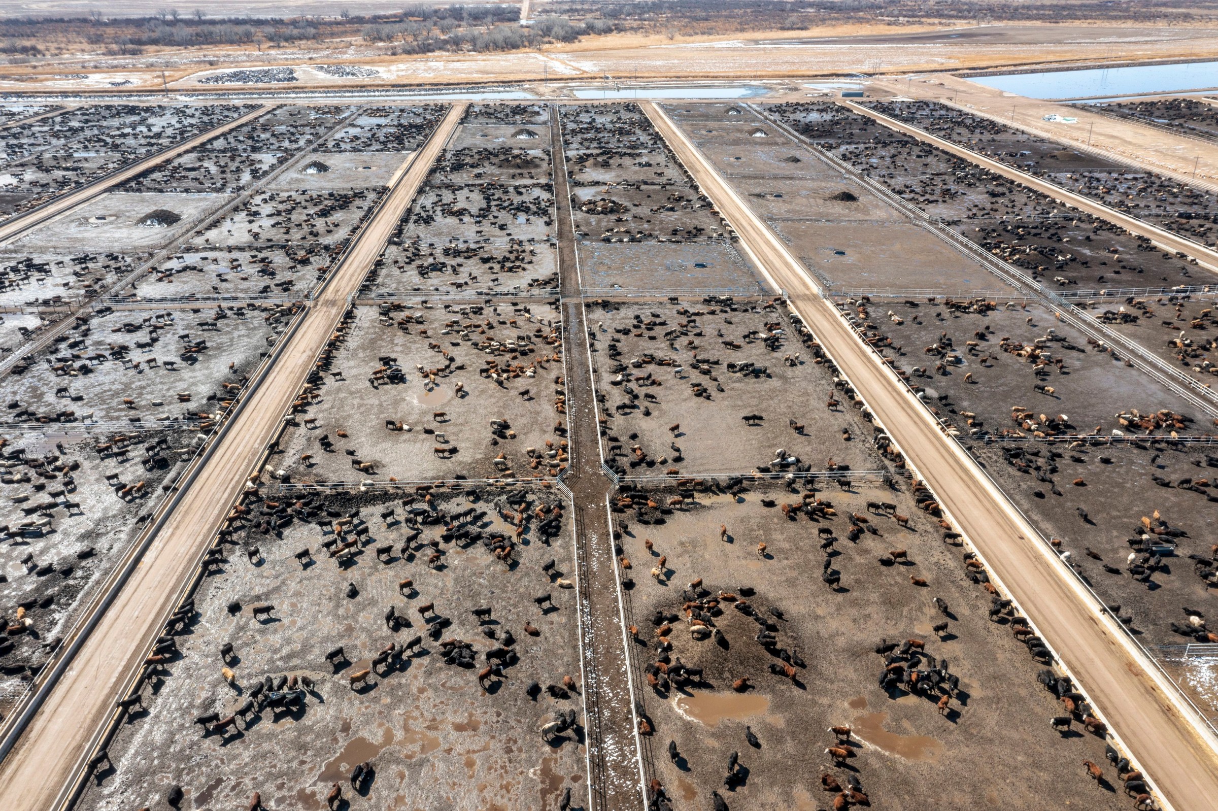 An aerial photo of a large, sprawling cattle feedlot.