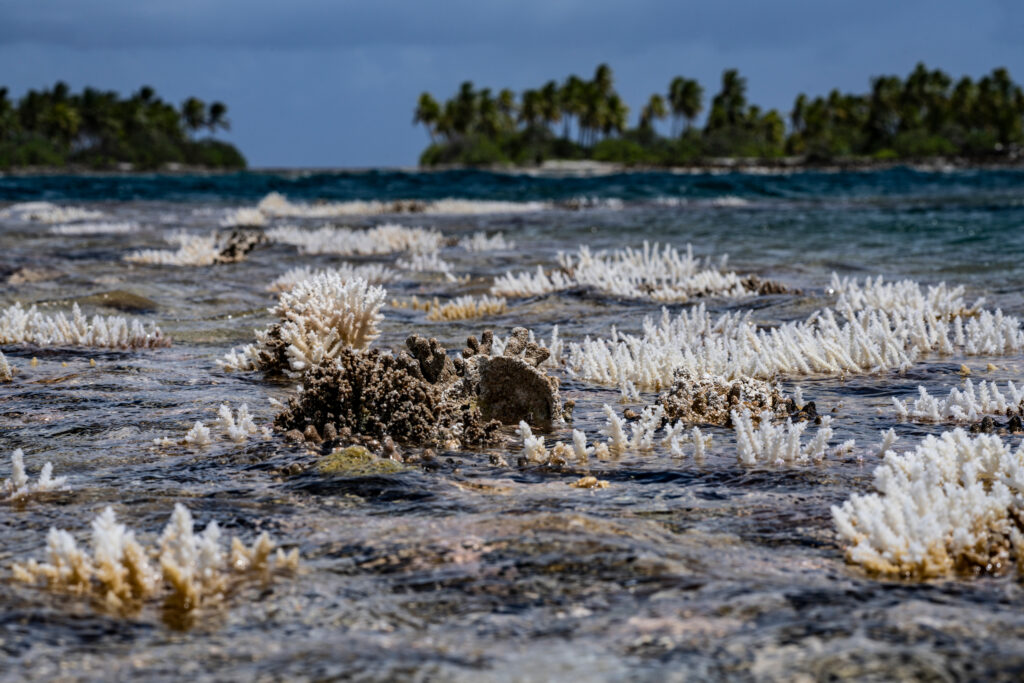 Acropora corals stick out of the water during low tide on Nov. 27, 2021, in Tatakoto, French Polynesia. Credit: Alexis Rosenfeld/Getty Images
