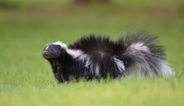Mountain Lion vs. Skunk—Who Wins?