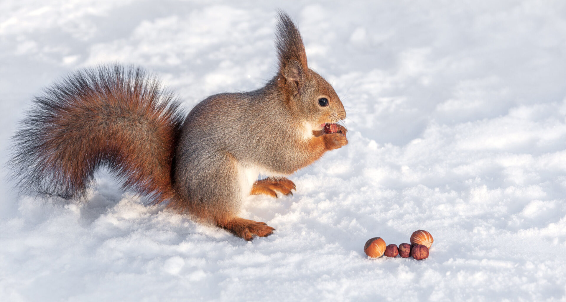 Wildlife officials warn against feeding animals during cold weather