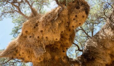 Webervogelnest in Afrika