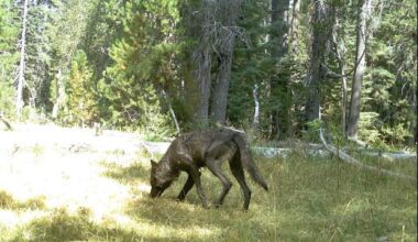 Male wolf leaves Lassen pack, travels through Truckee