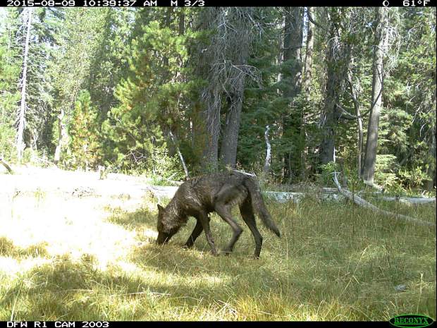 Male wolf leaves Lassen pack, travels through Truckee