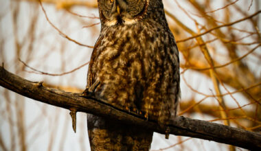After great gray owl dies in vehicle collision, wildlife advocates push for better awareness