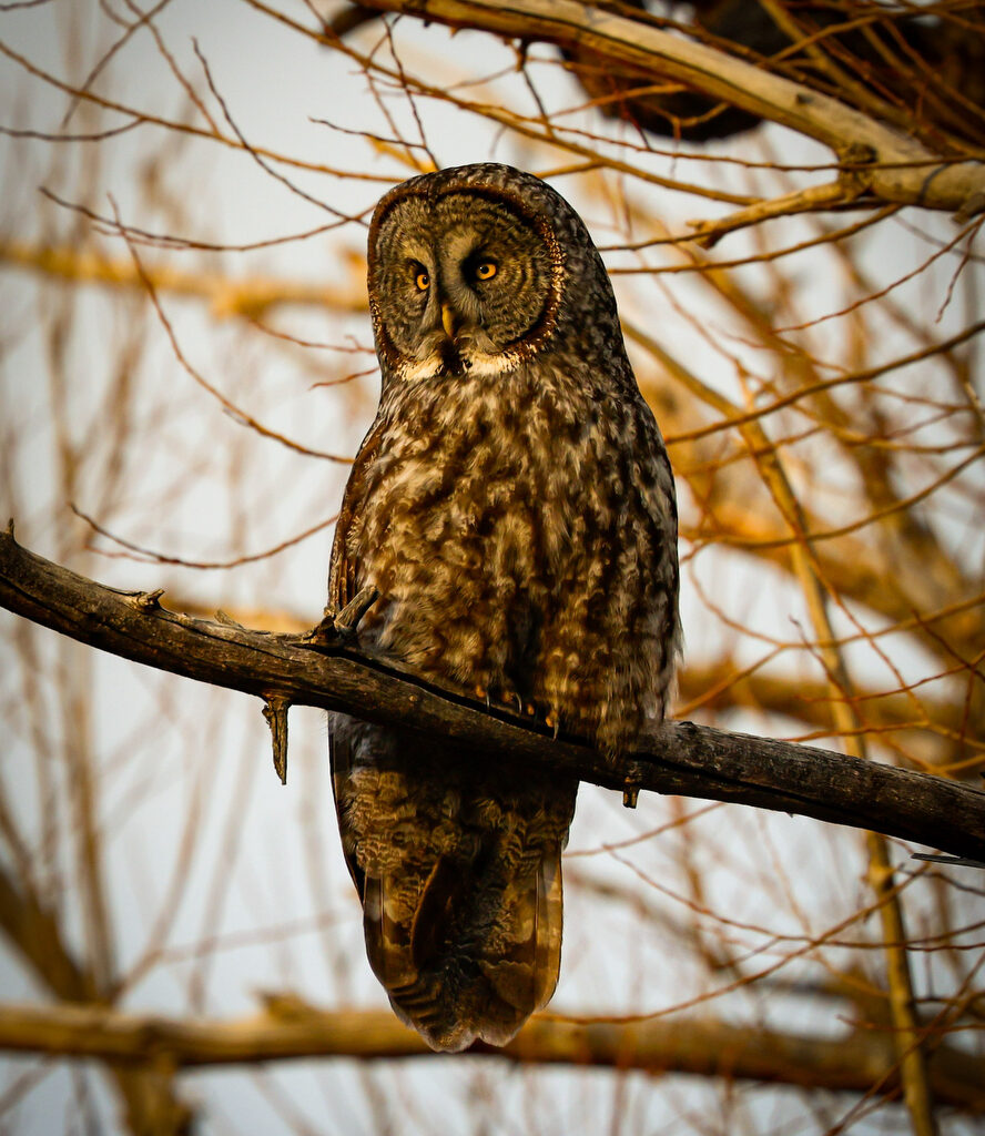 After great gray owl dies in vehicle collision, wildlife advocates push for better awareness