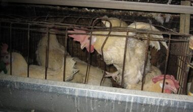 US Department of Justice sues Michigan over cage-free eggs