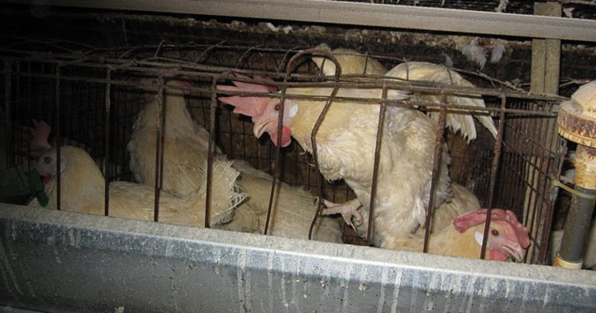 US Department of Justice sues Michigan over cage-free eggs