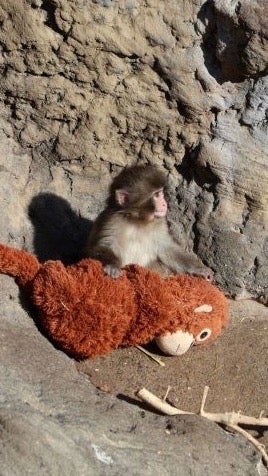 Baby macaque named Punch abandoned at birth in Japan’s Ichikawa City Zoo