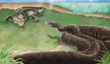Giant Pythons Once Roamed Prehistoric Taiwan
