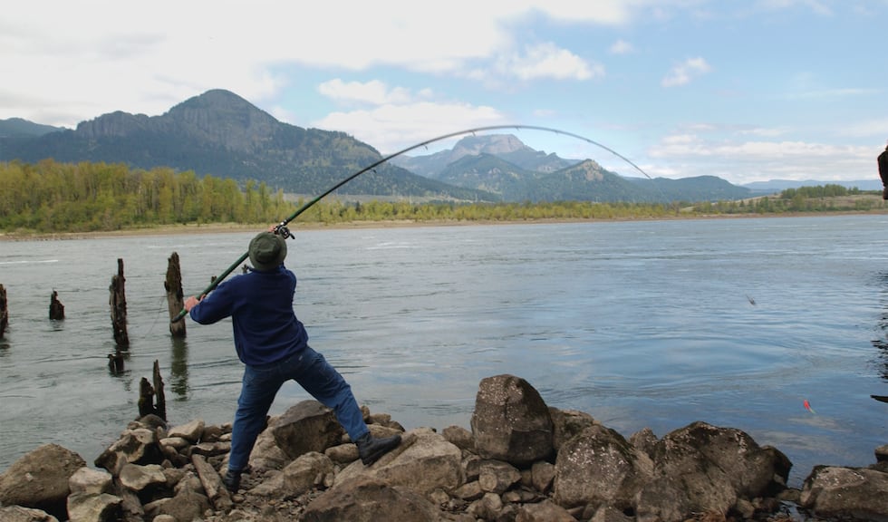 Jim Hamman, of Troutdale, Ore., casts out into the main current of the Columbia River at his...