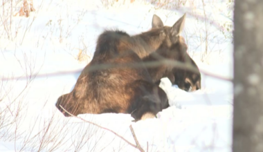 Young moose draws crowds, concerns in Killington
