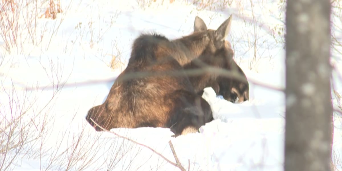 Young moose draws crowds, concerns in Killington