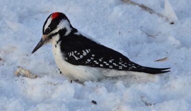 Hairy18-26 - A male Hairy woodpecker picking up waste from a suet cake knocked off by a feeding Northern flicker.