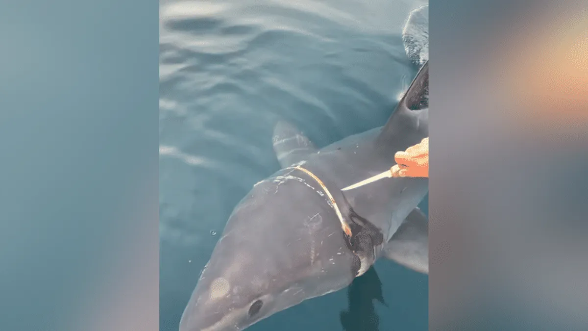 Heartbreaking: Despite Heroic Efforts, French Fishermen Fail to Free Shark Entangled in a Plastic Ring