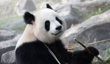Heartbreaking: Two Beloved Pandas to Return to China for Good Amid Health Concerns