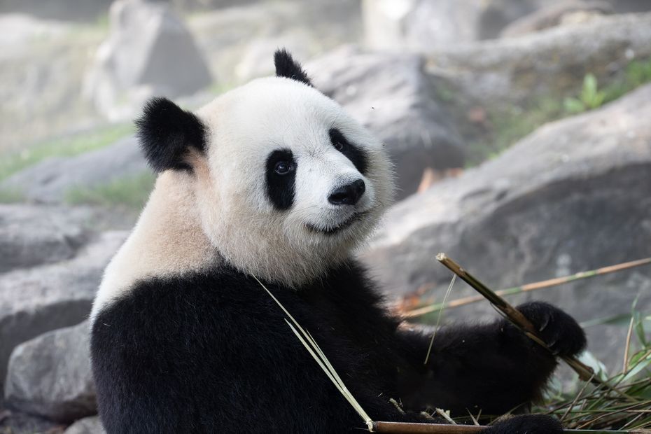 Heartbreaking: Two Beloved Pandas to Return to China for Good Amid Health Concerns