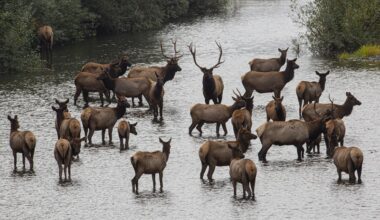 A herd of Roosevelt elk along the North Coast.