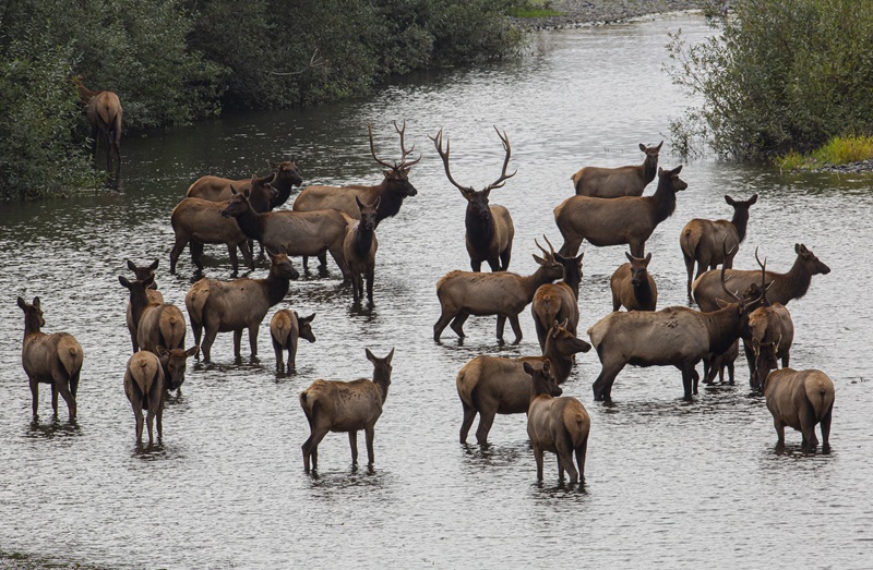 A herd of Roosevelt elk along the North Coast.