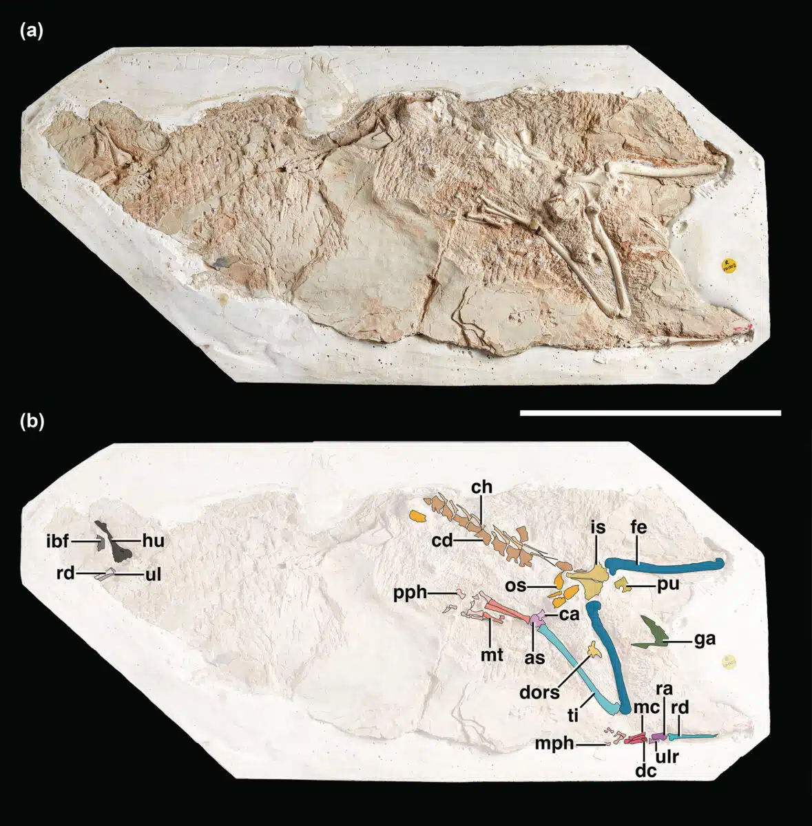 Holotype Of Galahadosuchus Jonesi.