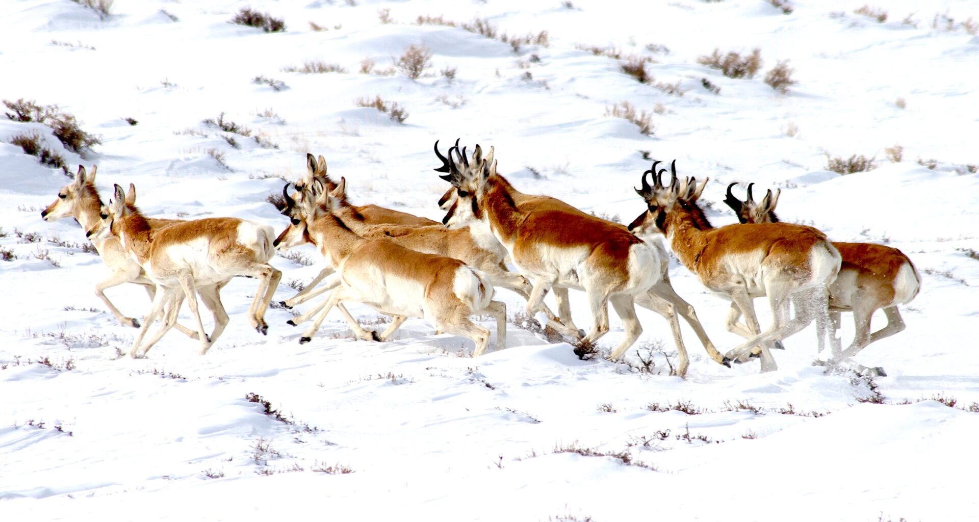 Industry reps, hunters and others start review of world’s longest pronghorn migration