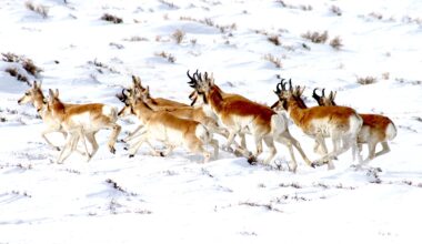 Industry reps, hunters and others start review of world’s longest pronghorn migration
