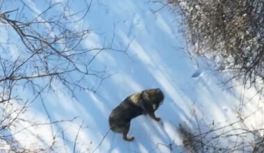 Pair of Coywolves Spotted Moving Through Maryland Woods