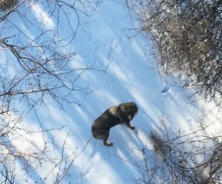 Pair of Coywolves Spotted Moving Through Maryland Woods