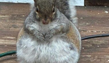 Round Maryland Squirrel Steals the Show on Facebook
