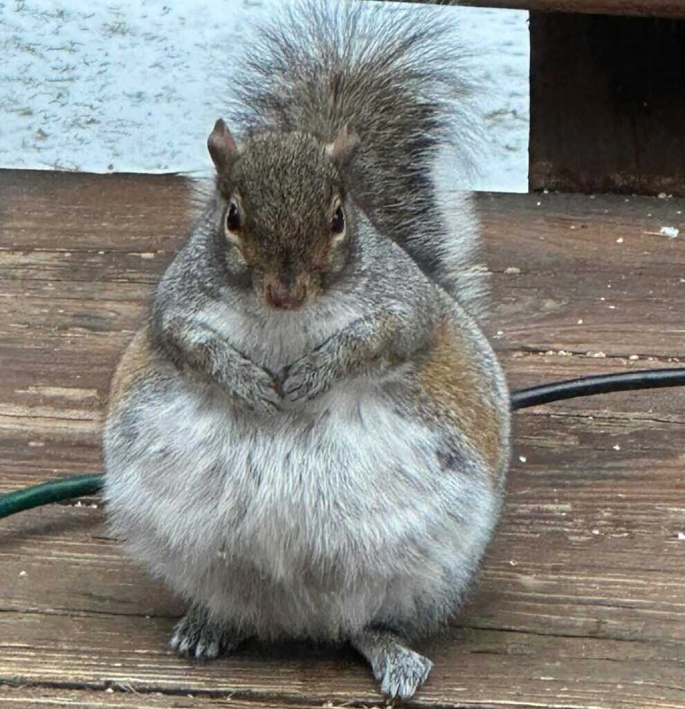 Round Maryland Squirrel Steals the Show on Facebook