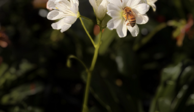 Bob's Picture of the Day for February 27th, 2026