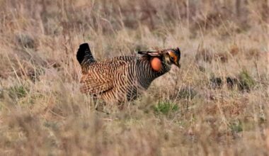 Trump strips endangered species protections for lesser prairie chicken
