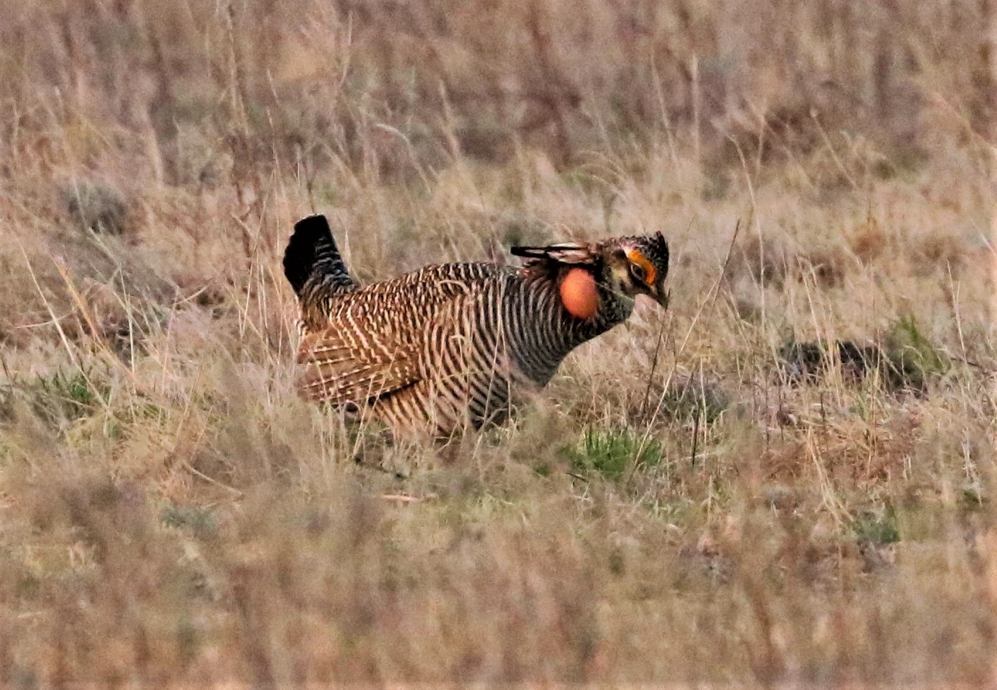 Trump strips endangered species protections for lesser prairie chicken