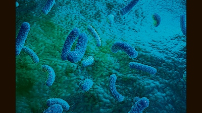 In experiments with mice, the presence of ‘bad’ bacteria such as E. coli in the gut corresponded with heightened anxiety during moments of stress. It turns out the gut dispatches far more than nutrition into the body. (Shutterstock)