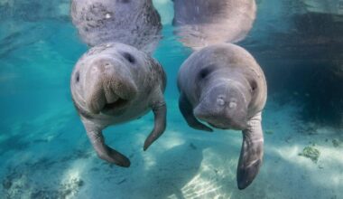 PWB Toosdai Critters: Charisma