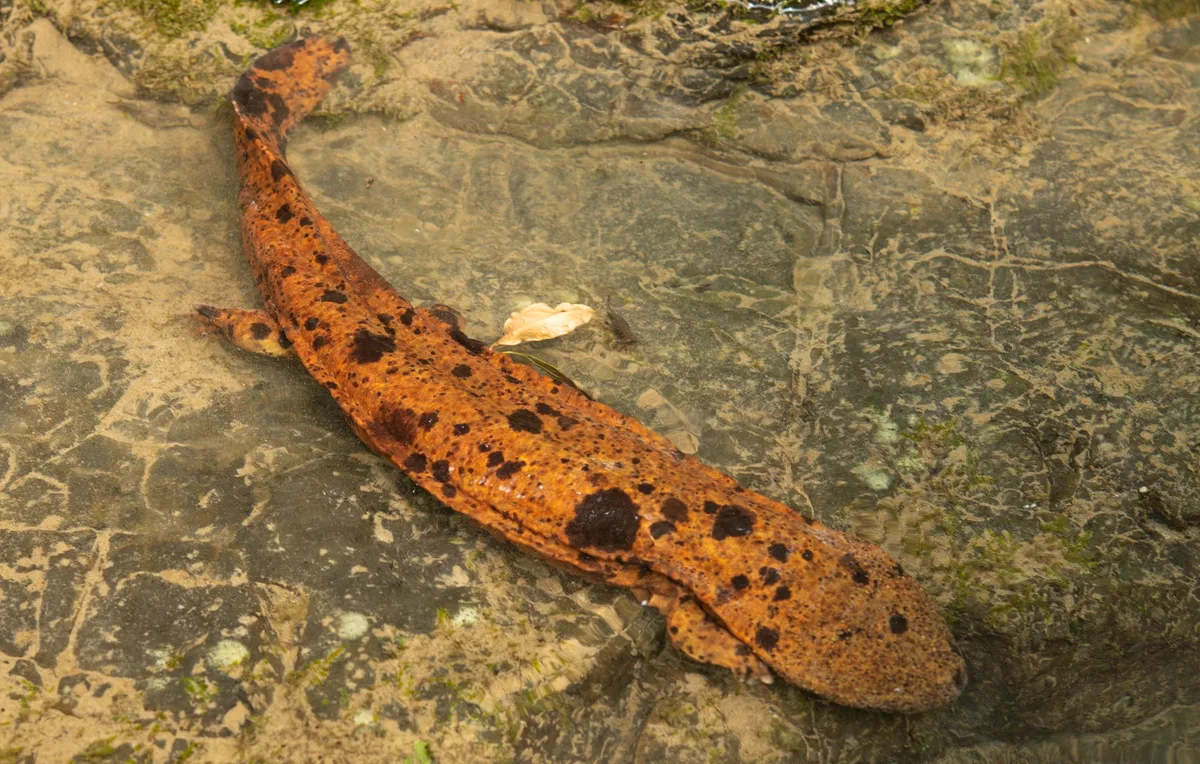 Japanese giant salamander