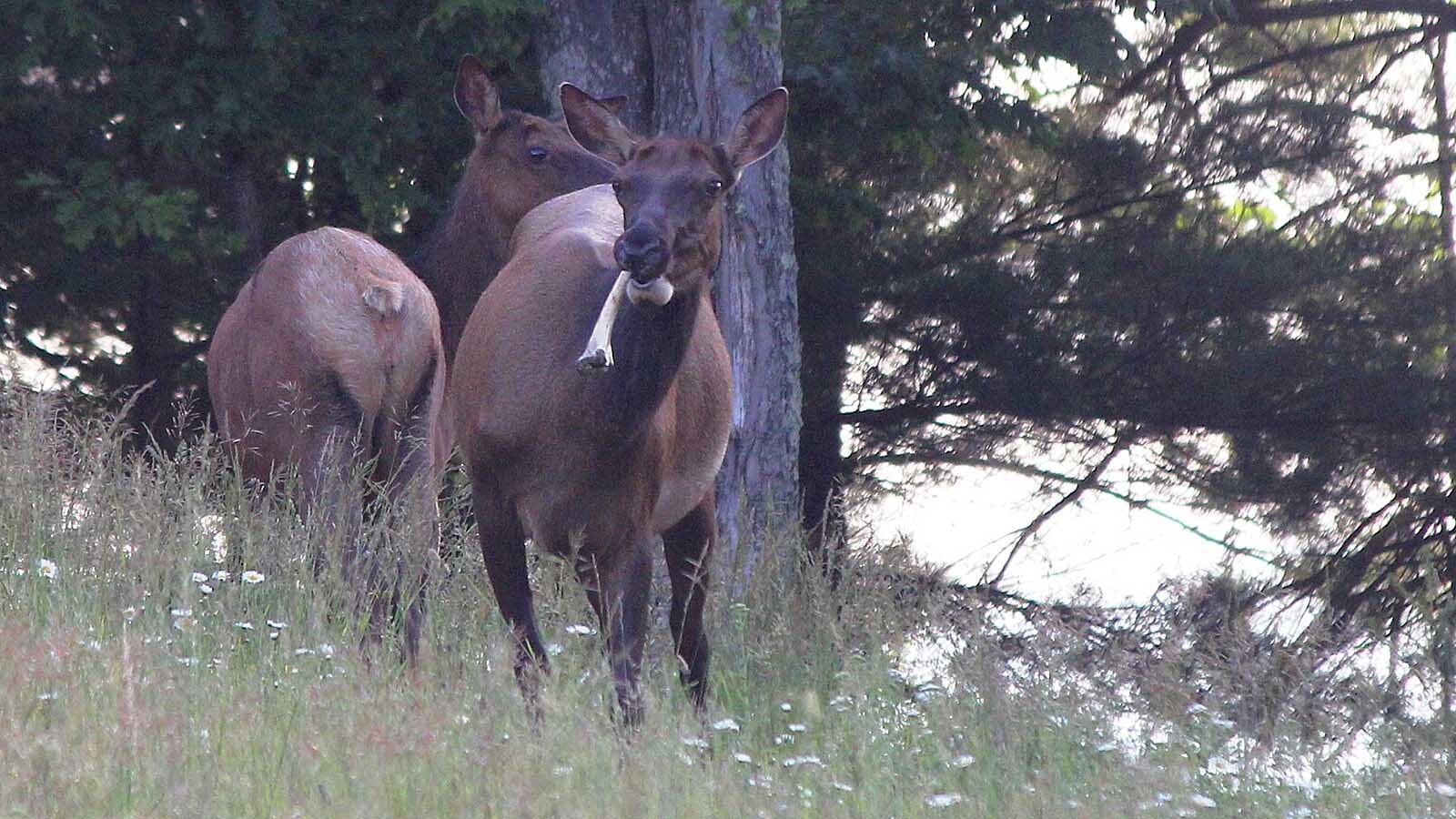 Elk are nature’s garbage disposals — they'll eat just about anything. That includes all types of plants or munching on bones and — as shown in a circulating video — baby geese when they can catch them.
