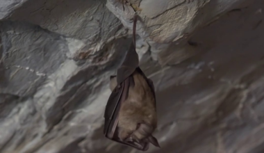 Dead bat found outside Savannah home confirmed to have rabies